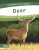 Deer - Dalton Rains