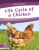 Life Cycle of a Chicken - Meg Gaertner