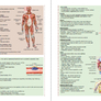 Přírodopis 8 - Biologie člověka (barevný pracovní sešit) 3