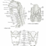 Netterův vybarvovací anatomický atlas 3