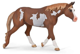 Hřebec amerického plemene Paint Horse - 