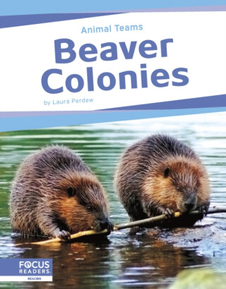 Beaver Colonies - LAURA PERDEW