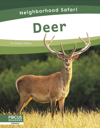 Deer - Dalton Rains