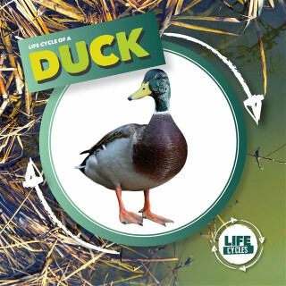 Duck - Kirsty Holmes