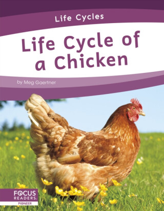 Life Cycle of a Chicken - Meg Gaertner