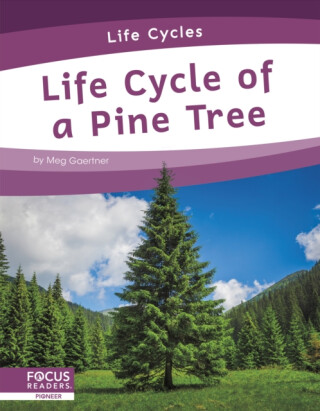 Life Cycle of a Pine Tree - Meg Gaertner