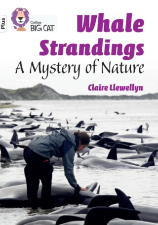 BIG CAT_WHALE STRANDINGS - Claire Llewellyn